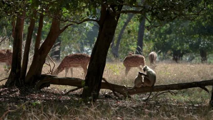 在印度的中央森林中放牧的哈努曼叶猴和deers