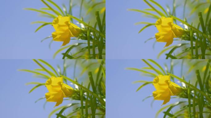 4k慢动作60fps中的黄色花朵背景