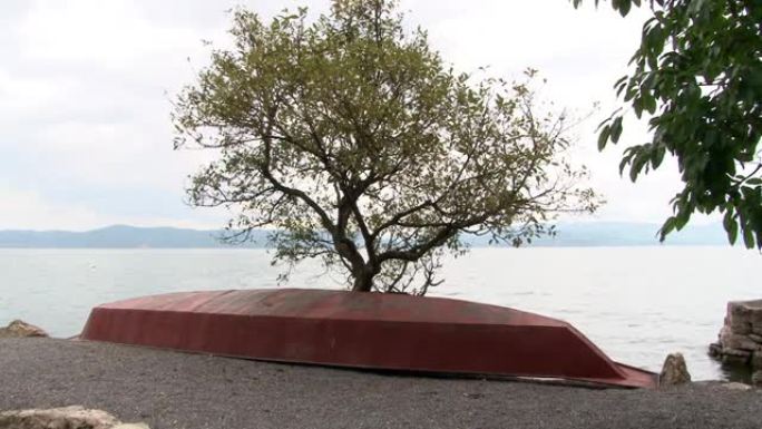 中国云南省抚仙湖岸边的树木。