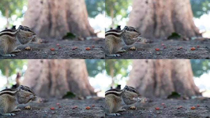 印度棕榈松鼠从地上吃花生的特写。