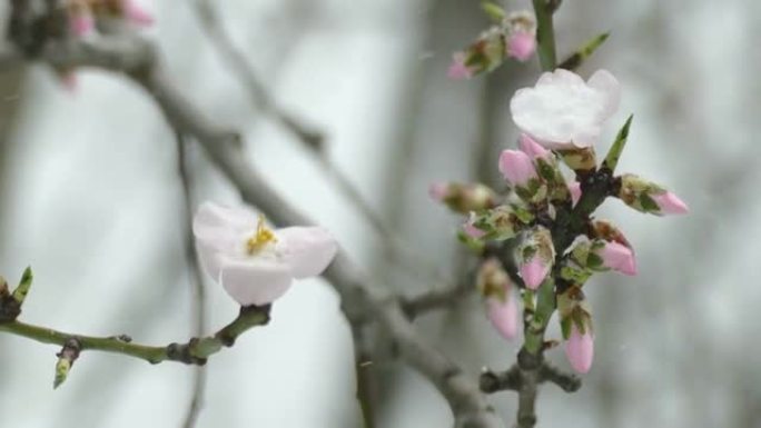 开花树木期间的降雪和霜冻