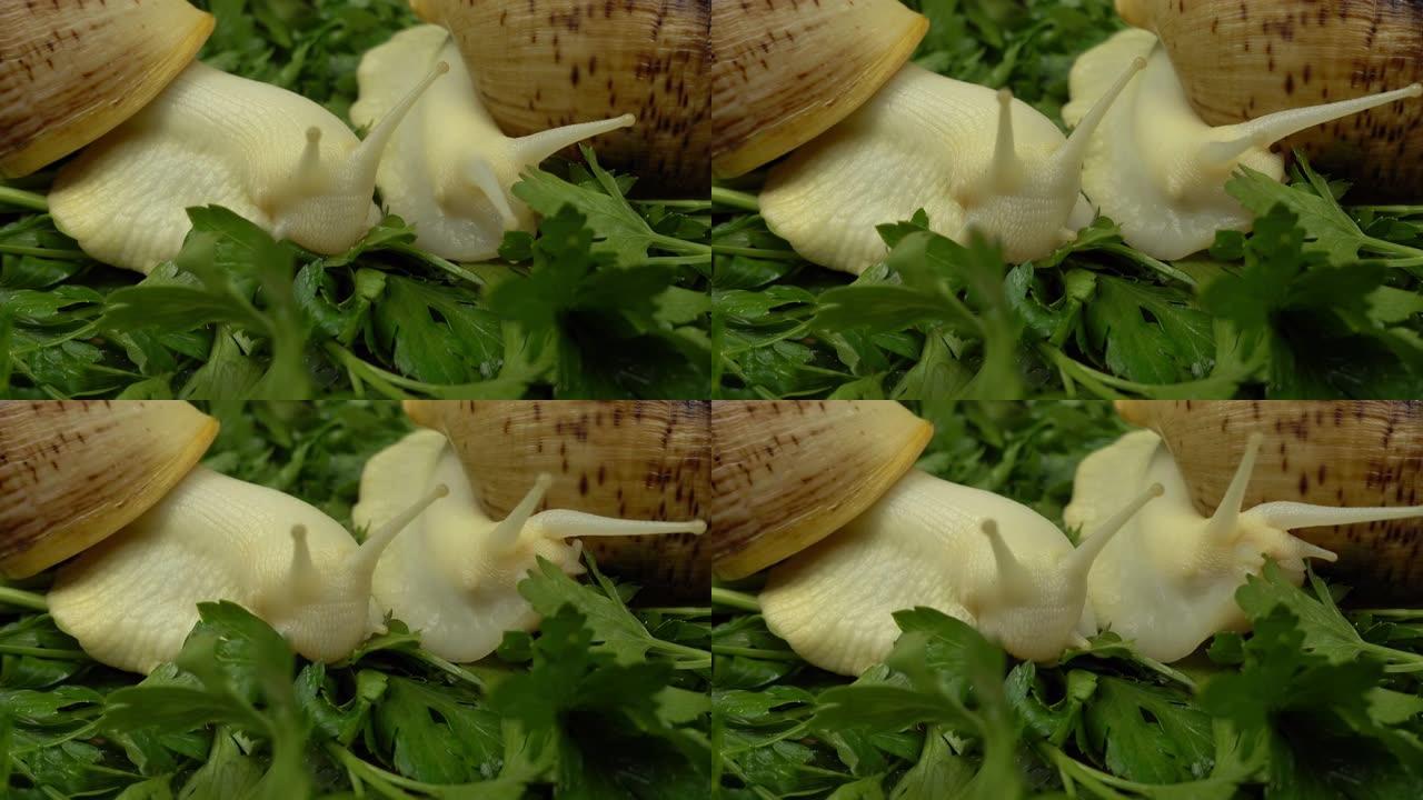 在郁郁葱葱的绿色叶子上，用新鲜的卷心菜拍摄非洲巨型蜗牛。收获概念。