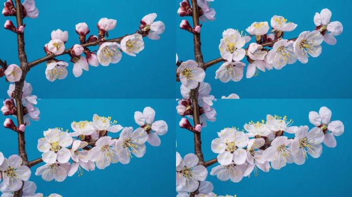 杏花在蓝色背景上开花。延时视频。