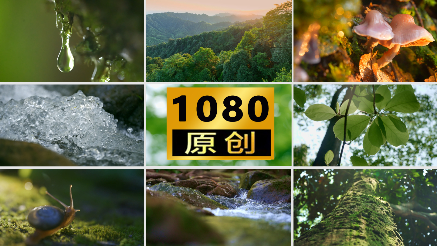 森林水自然水阳光雨林昆虫水滴