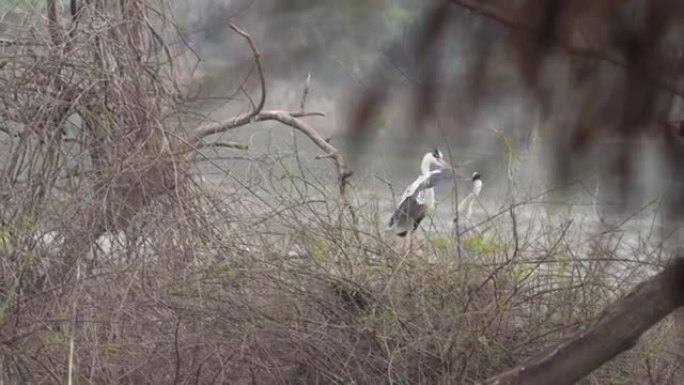 灰鹭以慢动作飞行并定居在树枝上