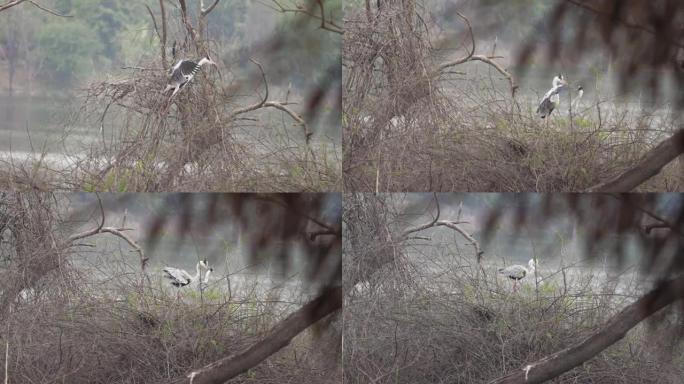 灰鹭以慢动作飞行并定居在树枝上