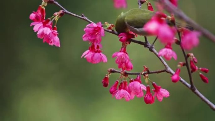 樱花中的日本白眼鸟
