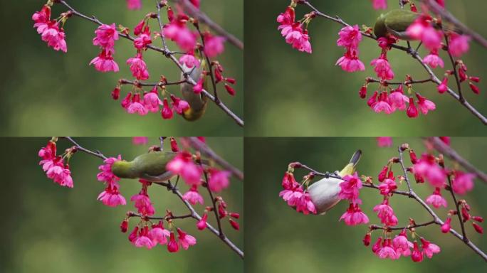 樱花中的日本白眼鸟