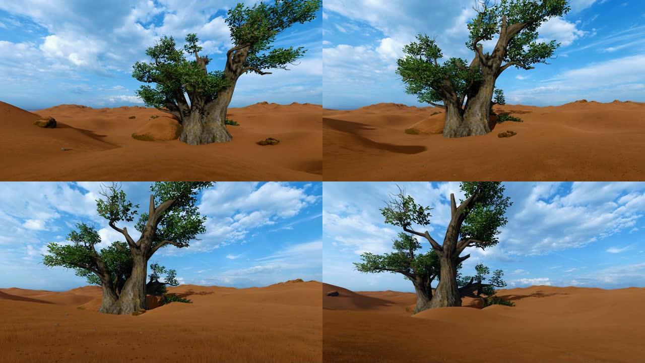 非洲沙漠中的单猴面包树