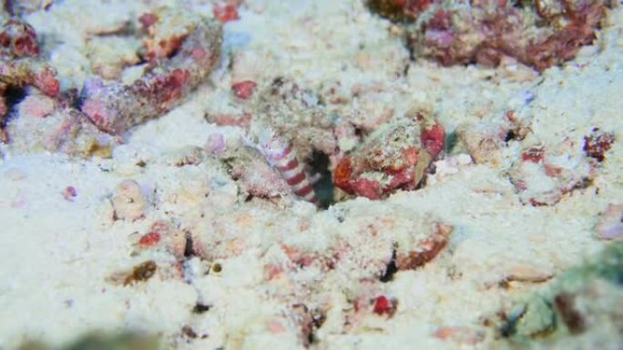 虎鱼在马尔代夫的礁石上跳进出洞