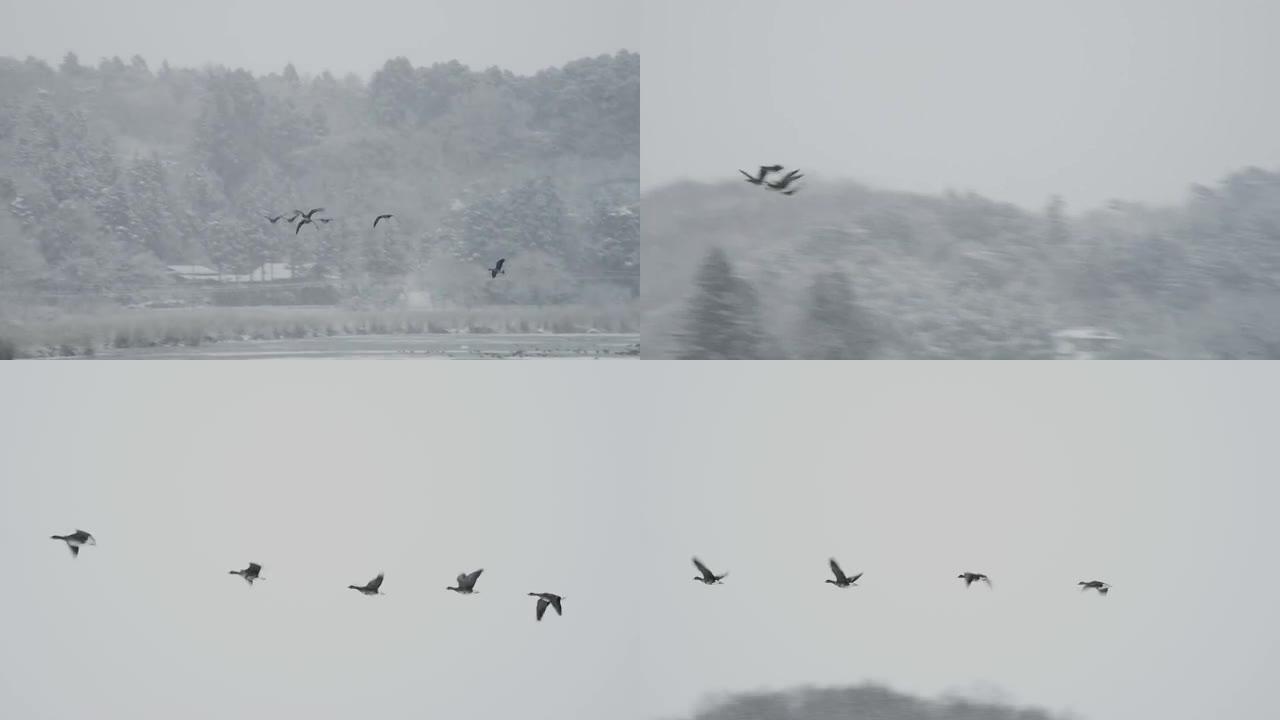 雪中飞舞的大白额鹅