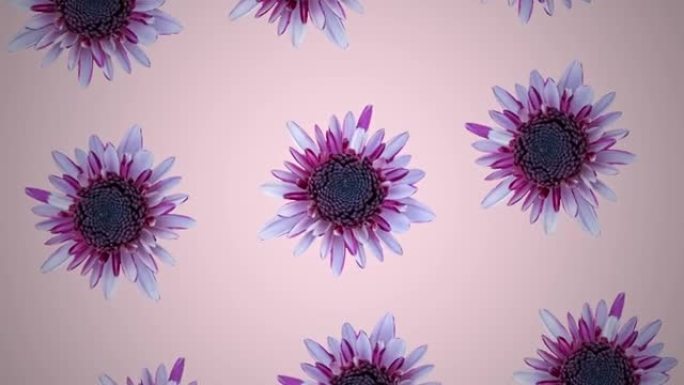 粉红色柔和背景上的粉红色菊花图案。最小运动图形花卉动画
