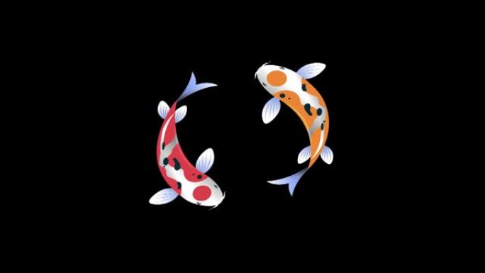 花式鲤鱼或五颜六色的锦鲤围成一圈游泳。带阿尔法通道的鱼插图