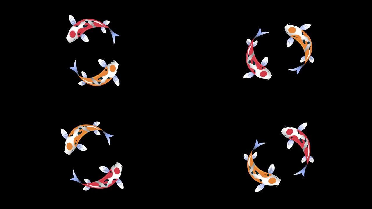 花式鲤鱼或五颜六色的锦鲤围成一圈游泳。带阿尔法通道的鱼插图