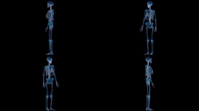 人体骨骼系统骨关节解剖动画概念