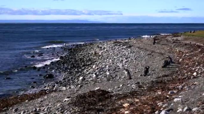 麦哲伦企鹅，Spheniscus，Isla Magdalena，麦哲伦海峡，智利