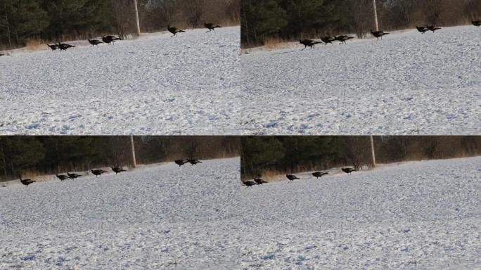 野生火鸡在加拿大的一片冰冻土地上奔跑