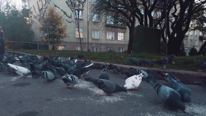 一群灰鸽子在城市街道上吃谷物