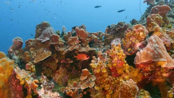 库拉索岛加勒比海珊瑚礁绿松石海水中的海景，黑条士兵鱼，珊瑚和海绵