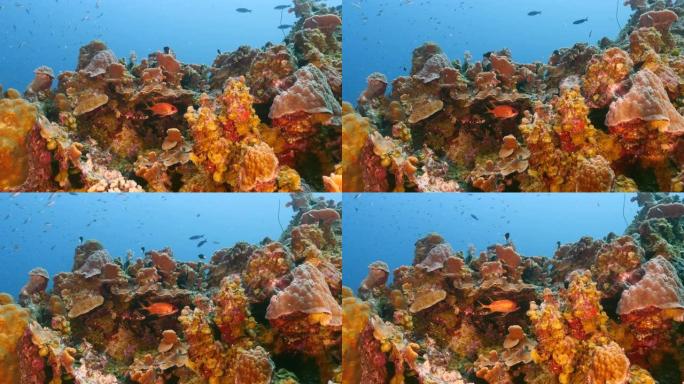 库拉索岛加勒比海珊瑚礁绿松石海水中的海景，黑条士兵鱼，珊瑚和海绵