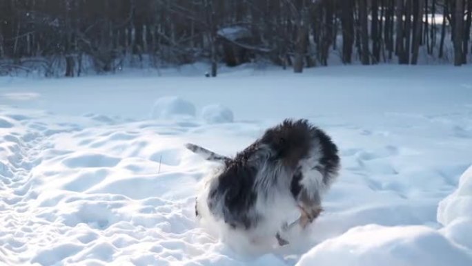 年轻的澳大利亚牧羊犬梅尔 (merle) 在冬季森林中与牛狗玩耍