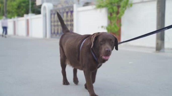 快乐的拉布拉多猎犬带着皮带在附近散步。