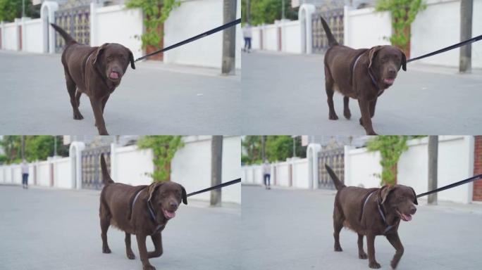 快乐的拉布拉多猎犬带着皮带在附近散步。