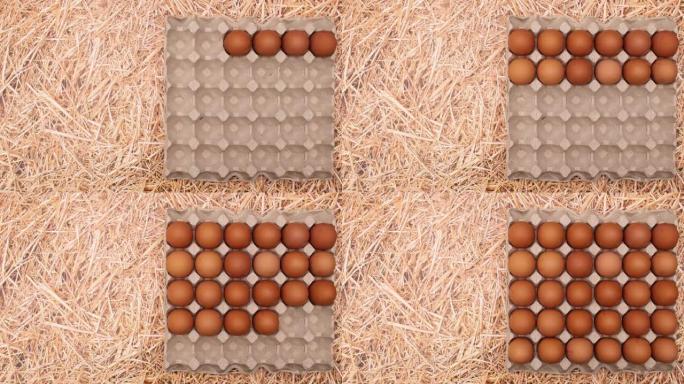 鸡蛋出现在稻草主题停止运动右侧的鸡蛋框中