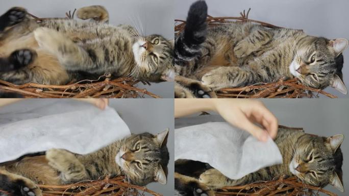 一只大肥猫被放在一张睡觉的小床上。女人的手用毯子盖住猫。