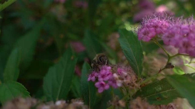 蜜蜂以超慢动作从花朵中收集花粉。