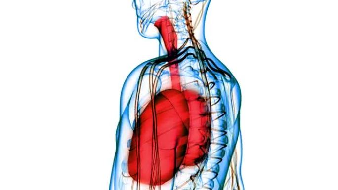 人体呼吸系统肺解剖动画概念