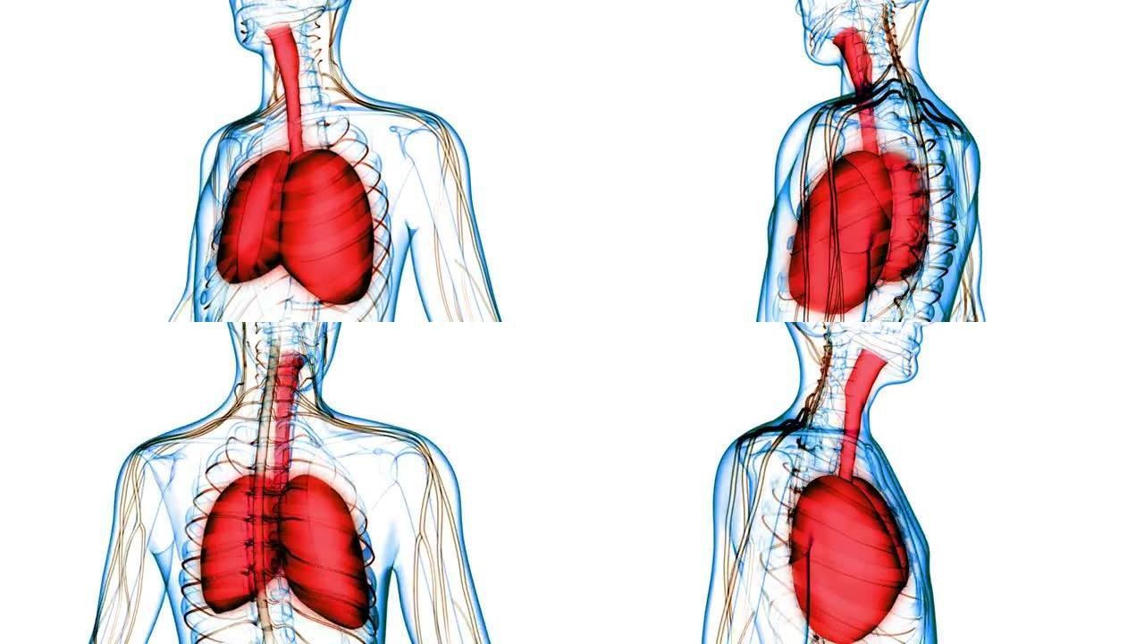 人体呼吸系统肺解剖动画概念
