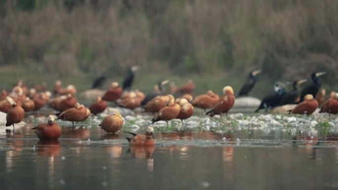 鲁迪·谢尔达克 (Tadorna ferruginea) 在湖中慢动作游泳