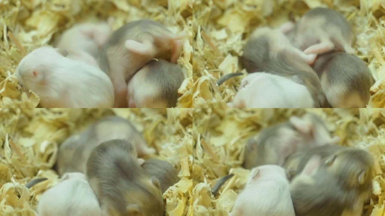 木屑窝中少数小型新生仓鼠婴儿的特写宏观视图