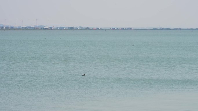 阳澄湖湖面上的野鸭