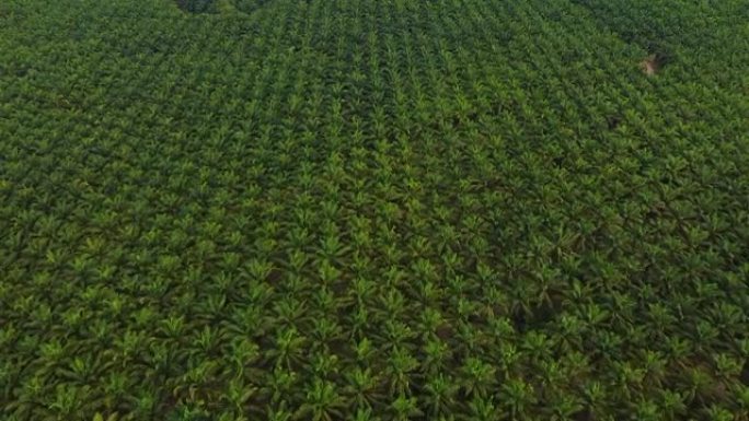 东亚棕榈油种植园的绿色景观。