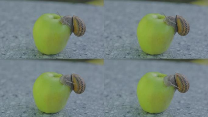 蜗牛在苹果上的特写。一只蜗牛正爬在一个苹果上。蜗牛在青苹果上