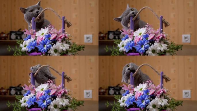 灰色的英国猫坐在花瓶附近，那里有鲜花，菊花和Gnaws花束