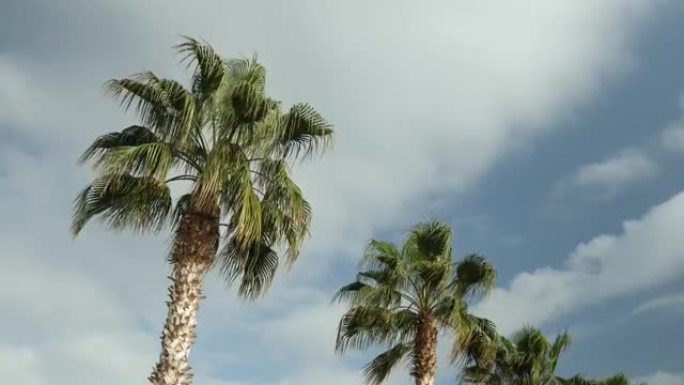 在大风天，棕榈树抵御多云的天空。暑假期间，椰树在热带岛屿上抵御蓝天白云