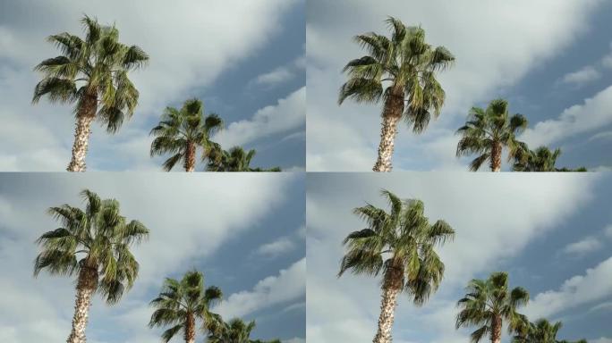 在大风天，棕榈树抵御多云的天空。暑假期间，椰树在热带岛屿上抵御蓝天白云