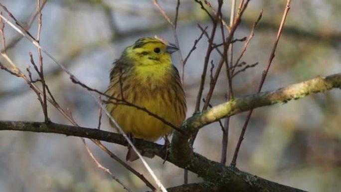 黄花鸟 (Yellowhammer-Emberiza citrinella passerine bi