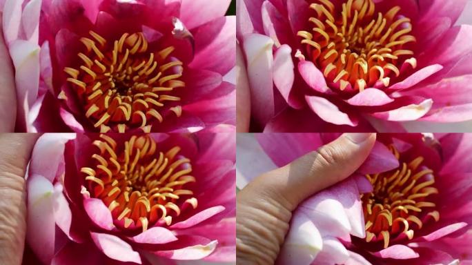 美丽的莲花。特写粉色白色荷花池塘亚洲关闭荷花冥想