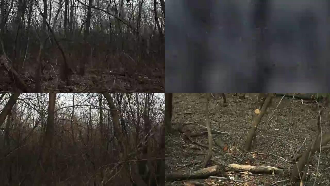 一组短延时视频-迷失在树林中
