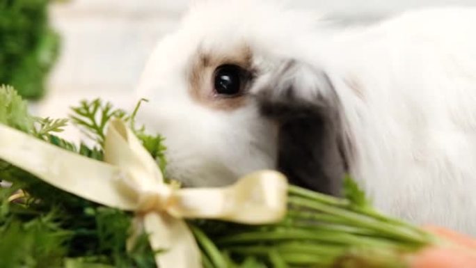 兔子吃胡萝卜蔬菜。
