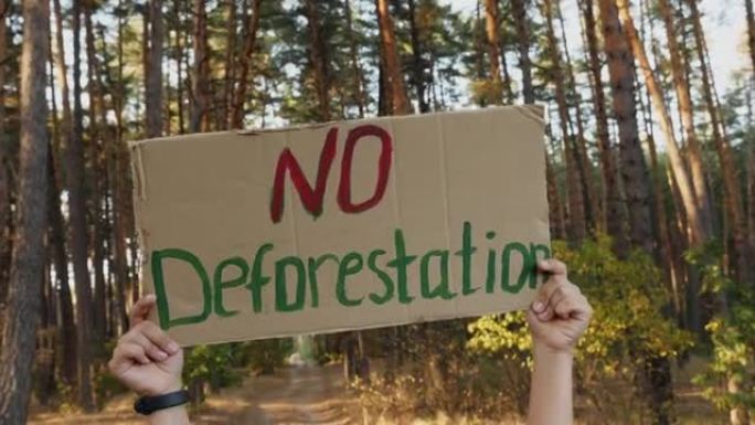 森林里没有森林砍伐纸板海报