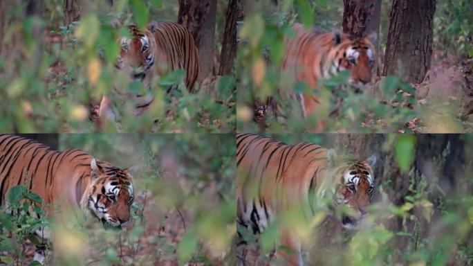 一只巨大的雄性孟加拉虎在印度中央森林中慢动作行走