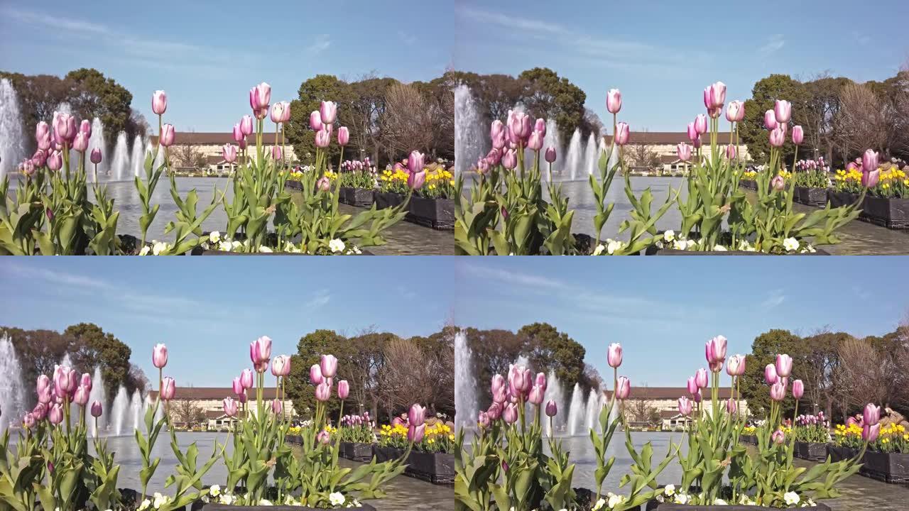 东京台东区上野的公园里有喷泉和郁金香床的池塘