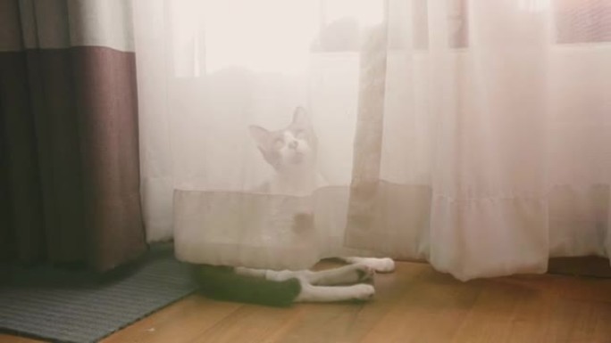 可爱的猫在阳光中的窗帘后面玩耍。