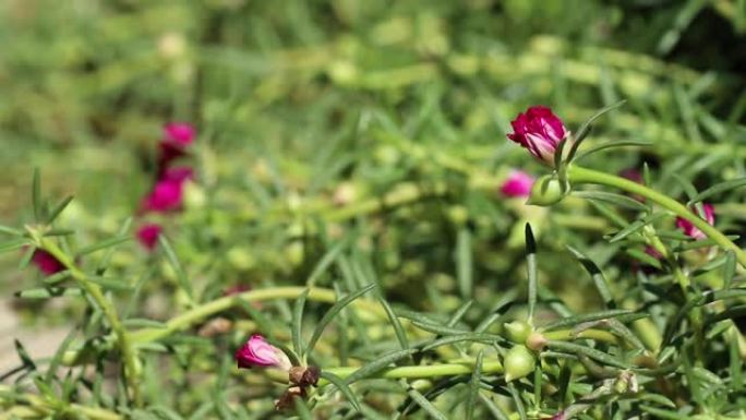 马齿苋的幼洋红色花和绿芽