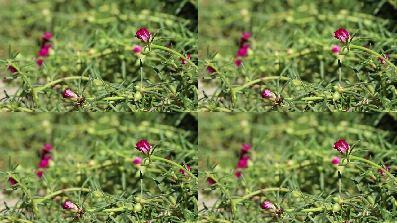 马齿苋的幼洋红色花和绿芽